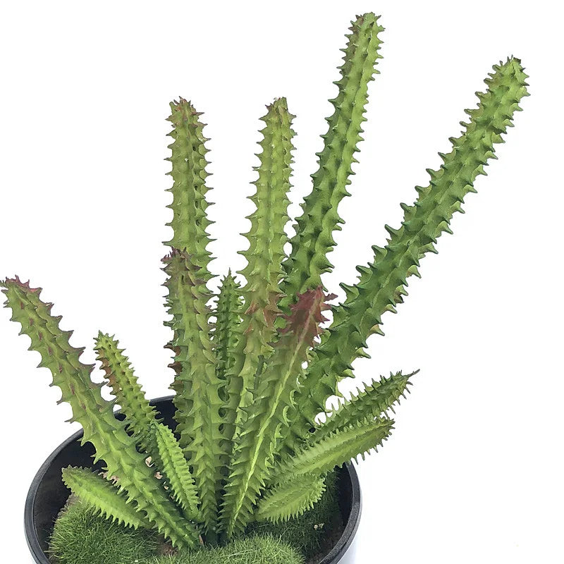 Cacto Decorativo Artificial para Ambientes Modernos