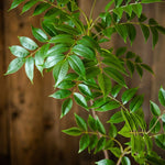 Carregue a imagem na visualização da galeria, Ficus Artificial Grande para Decoração de Jardim e Casa

