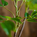 Carregue a imagem na visualização da galeria, Ficus Artificial Grande para Decoração de Jardim e Casa
