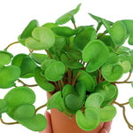Carregue a imagem na visualização da galeria, Buquê de Folhagem Artificial Verde 15cm - Elegância e Praticidade
