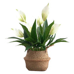 Carregue a imagem na visualização da galeria, Elegância Natural: Folhas de Antúrio Artificial 42cm para Decoração
