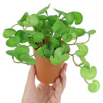 Carregue a imagem na visualização da galeria, Buquê de Folhagem Artificial Verde 15cm - Elegância e Praticidade
