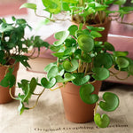 Carregue a imagem na visualização da galeria, Buquê de Folhagem Artificial Verde 15cm - Elegância e Praticidade
