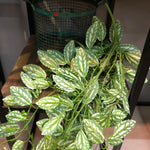 Carregue a imagem na visualização da galeria, Folhagem Artificial Tropical 100cm para Decoração de Interiores
